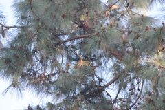 Setophaga occidentalis