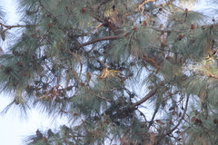 Setophaga occidentalis