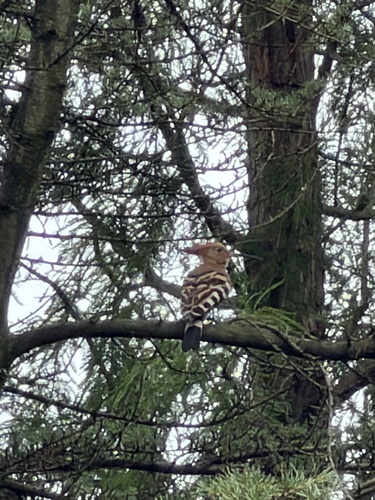 Common Hoopoe