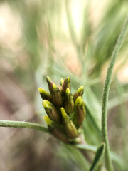 Astragalus pectinatus