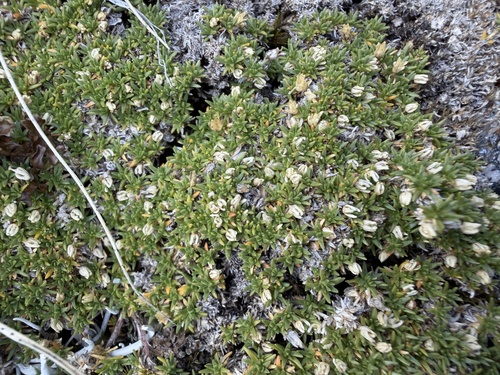 Cherleria sedoides, photograph 1