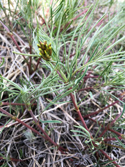 Astragalus pectinatus