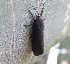 Virbia laeta