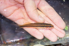 Chagres Catfish photo 2