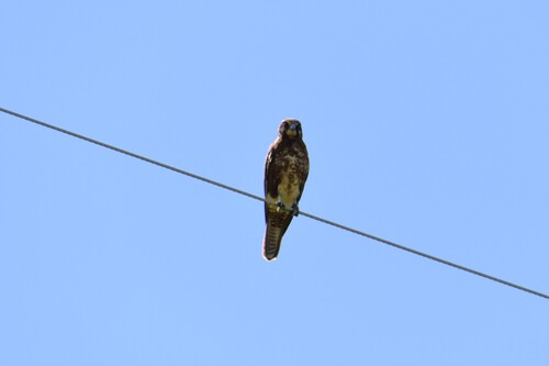 Brown Falcon
