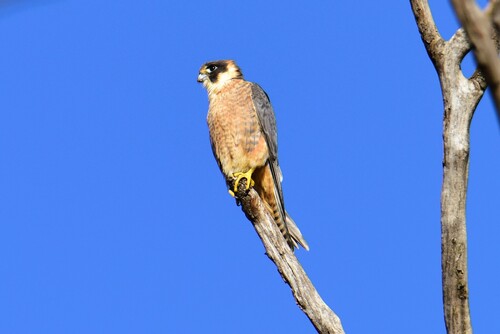Australian Hobby