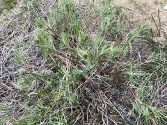 Astragalus pectinatus