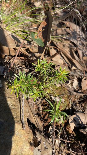 Dwarf Geebung