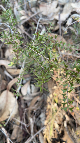 ploughshare wattle