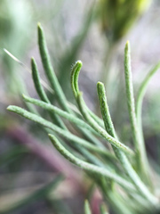 Astragalus pectinatus