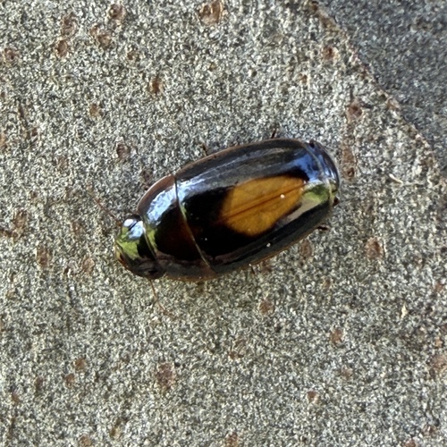 Sphallomorpha observed 2026-08-27