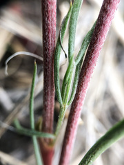 Astragalus pectinatus