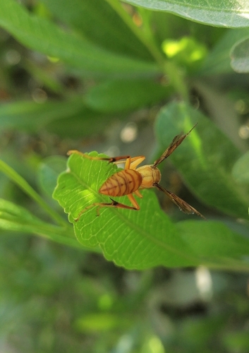 Arabian paper wasp