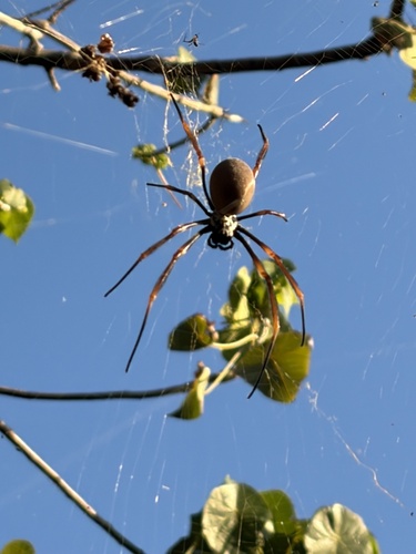 Tiger Spider