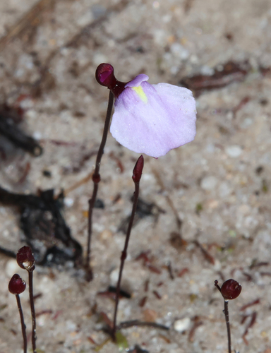 Utricularia lateriflora, photograph 4