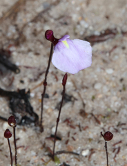 Utricularia lateriflora, photograph (c) Lachlan Copeland, some rights reserved (CC BY-SA)