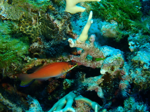 Pseudocheilinus evanidus observed 2026-08-24