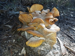 Pleurotus citrinopileatus
