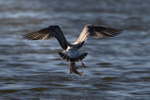 Caspian Gull