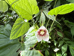 Codonopsis javanica