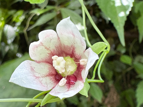 Codonopsis javanica, photograph 2
