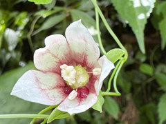 Codonopsis javanica, photograph (c) 黃美滿, some rights reserved (CC BY)