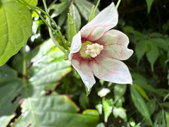 Codonopsis javanica, photograph (c) 黃美滿, some rights reserved (CC BY)