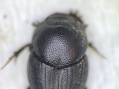 Onthophagus pennsylvanicus