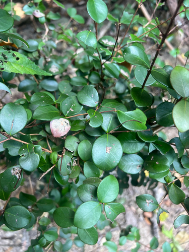 Eugenia reinwardtiana observed 2026-08-27