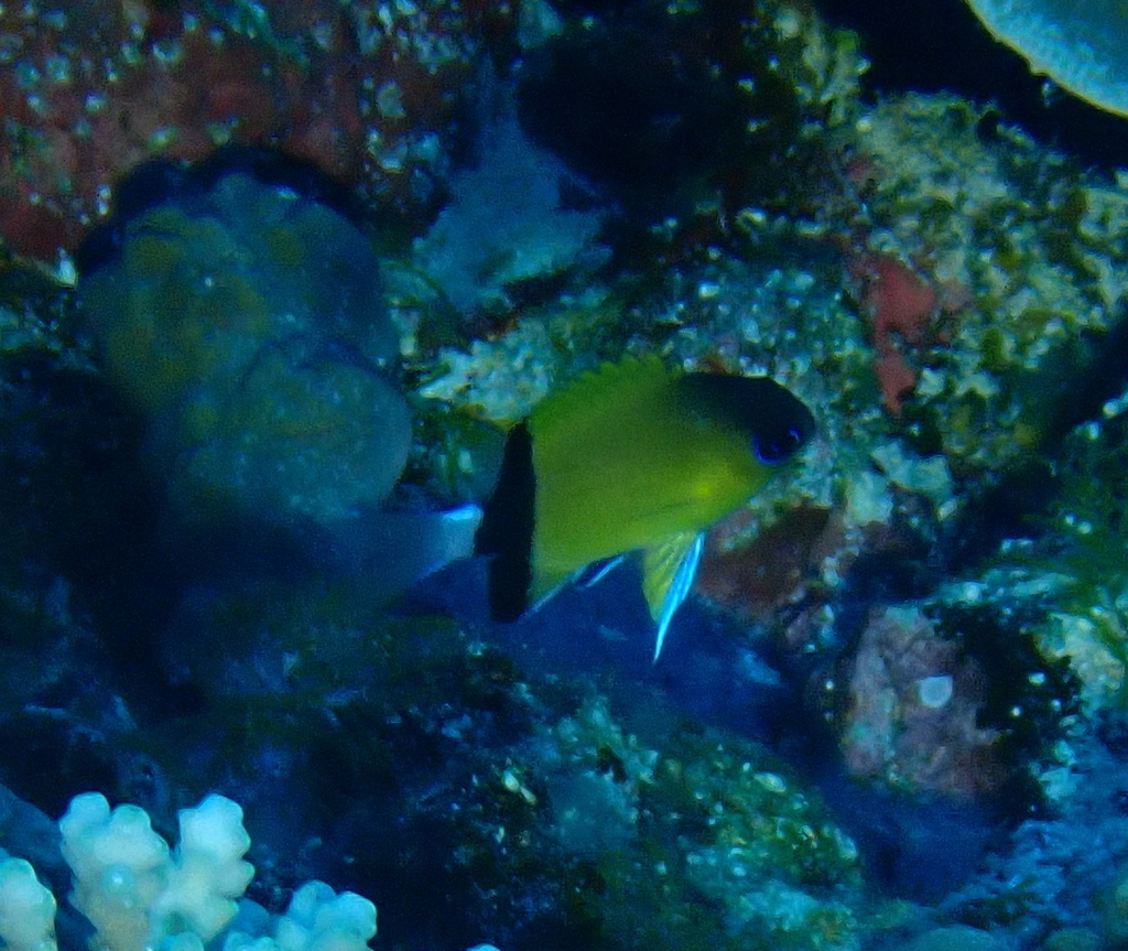 Black-bar Chromis