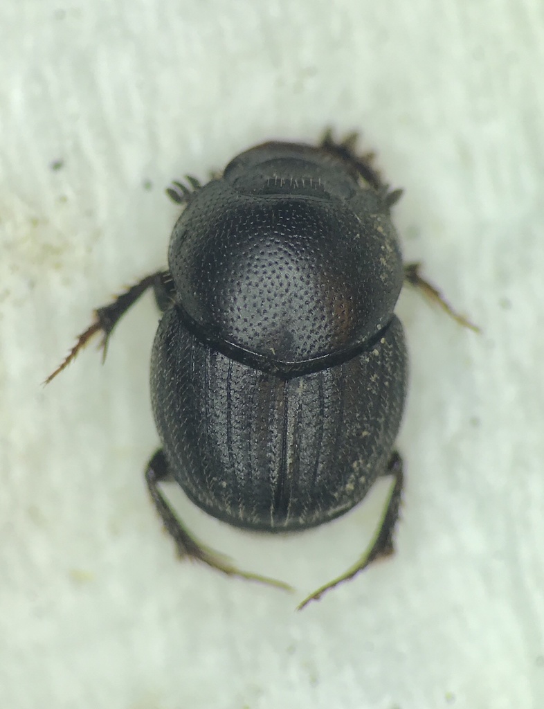Onthophagus pennsylvanicus