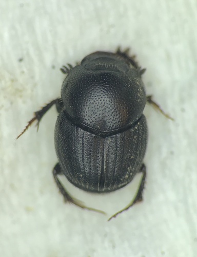 Onthophagus pennsylvanicus