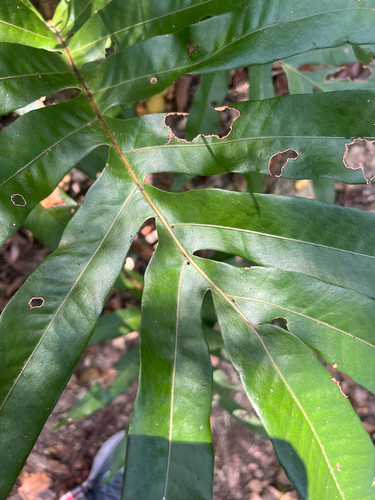 Drynaria sparsisora observed 2026-08-27