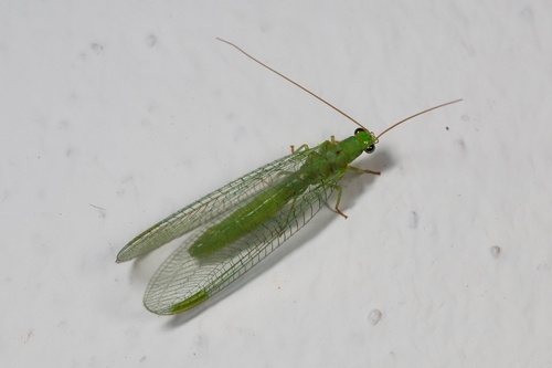 Chrysopa formosa