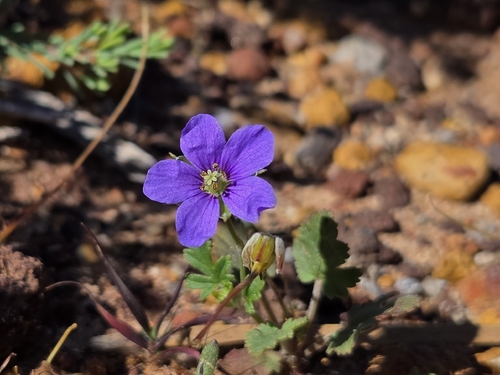 Australian stork's bill (Erodium cygnorum)