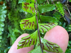 Asplenium normale, photograph (c) 黃美滿, some rights reserved (CC BY)