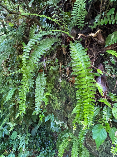 Asplenium normale, photograph 2