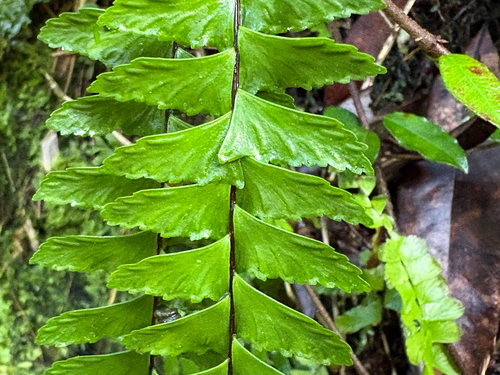 Asplenium normale