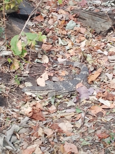 Rock Monitor