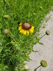 Helianthus ciliaris