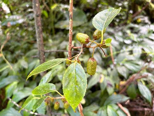 Actinidia callosa, photograph 1
