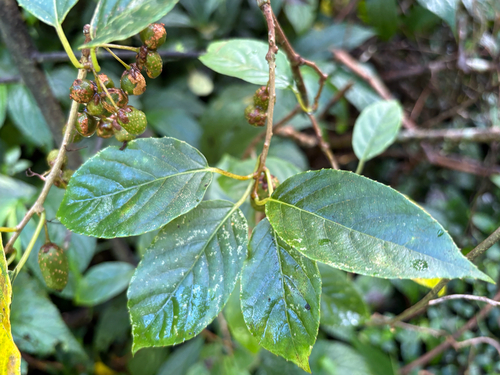 Actinidia callosa