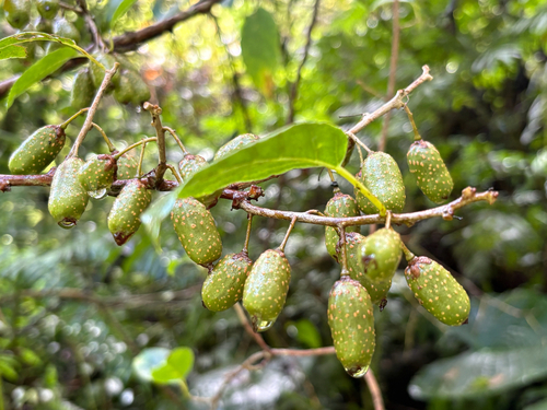 Actinidia callosa, photograph 2
