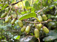 Actinidia callosa, photograph (c) 黃美滿, some rights reserved (CC BY)