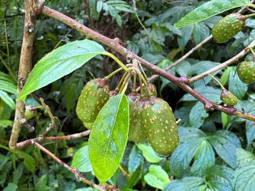 Actinidia callosa, photograph 3