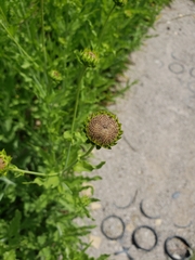Helianthus ciliaris