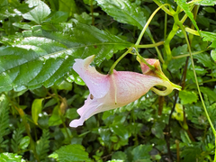 Impatiens uniflora