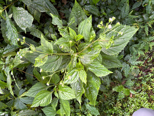 Adenostemma lavenia