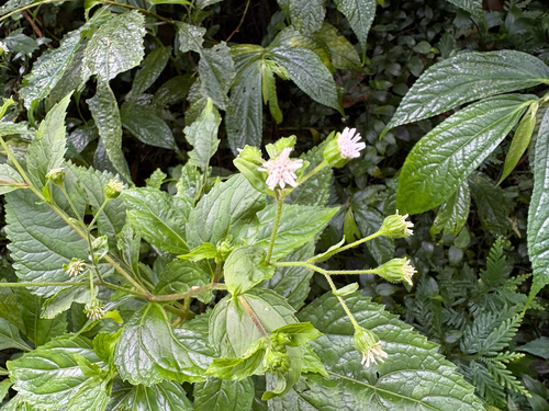 Adenostemma lavenia, photograph 2