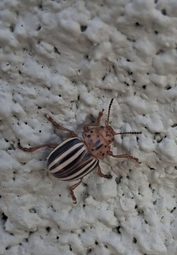 False Potato Beetle
